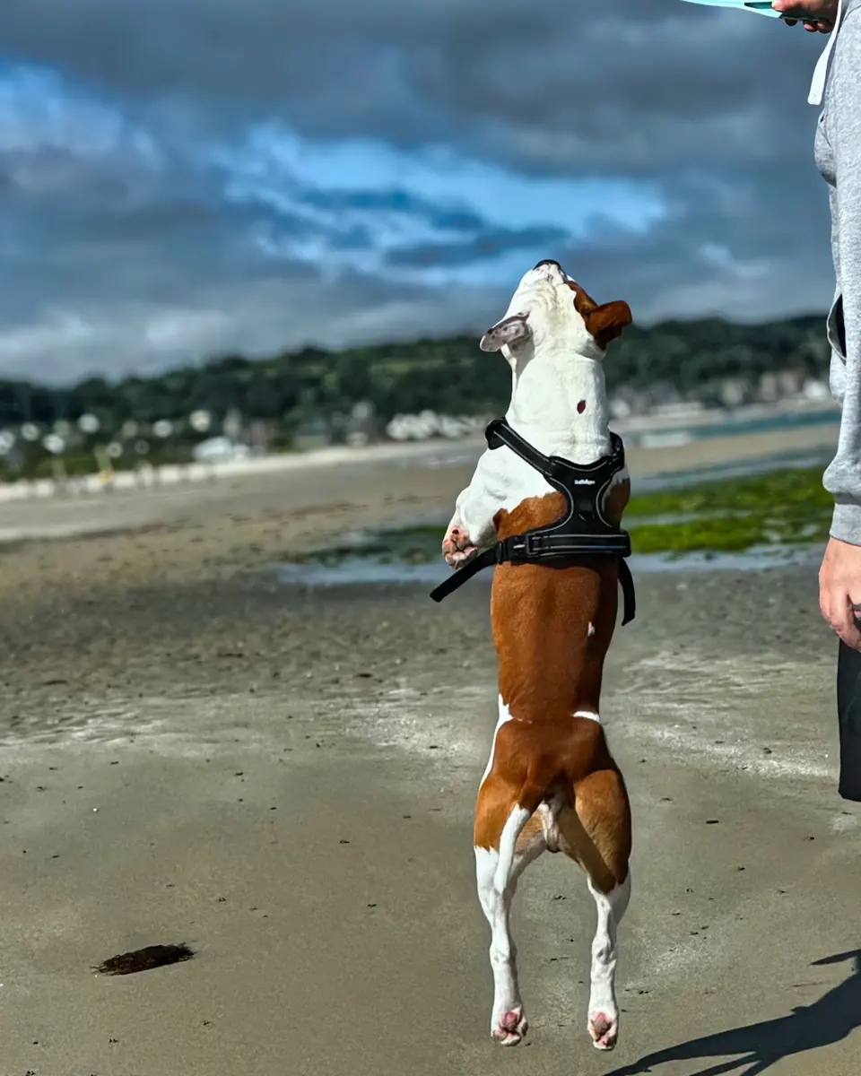 Asgard, en harnais, bondit sur la plage vers une balle lancée avec un lance-balle.